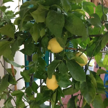 La Casa Dei Limoni Ff Ss Lägenhet *